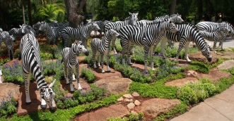 ein paar Zebras