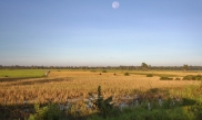 Reisfelder - davon gibt es undendlich viele
