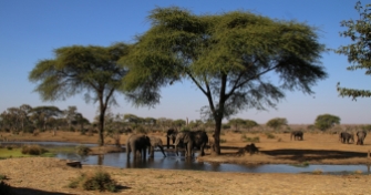 Grandioses Bild auf Elefanten an einem Wasserloch - besonders, da dies 50m von unserem Zeltplatz stattfand.