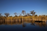 Typische Landschaft in den wasserführenden Regionen des Okavango Delta.