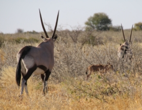 Ein seltenes Bild: Oryx-Familie mit Nachwuchs.