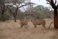 Zwei Kudu-Damen.